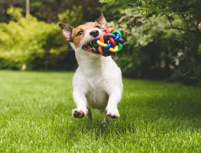 Dog playing with toy 